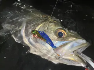 邪道　jado 引退　セット JADO PRODUCTS (@jadosw_official) / Posts / X